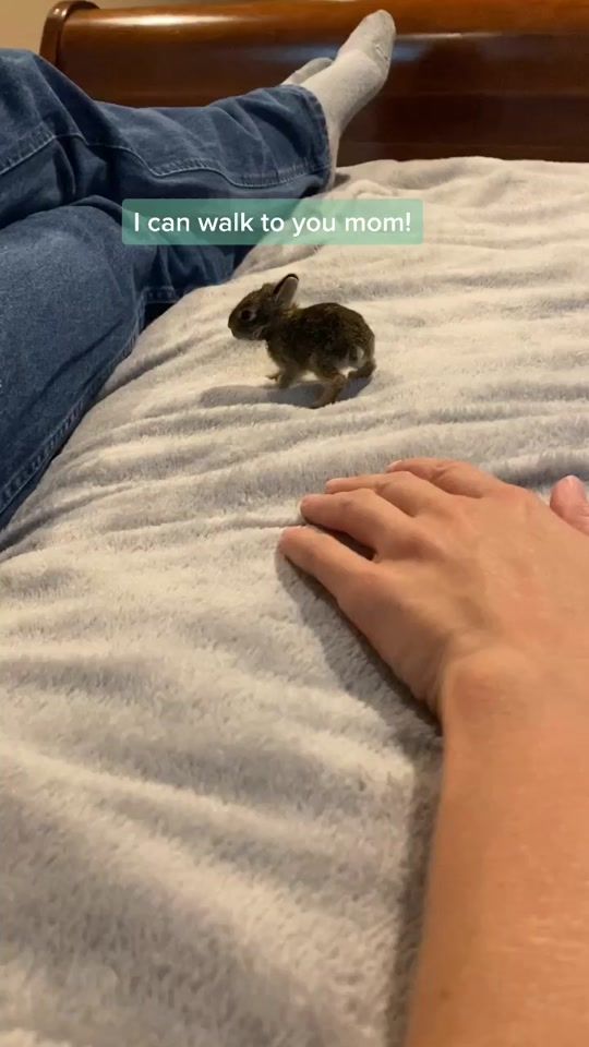 TikTok video thumbnail by jrk9dogtraining