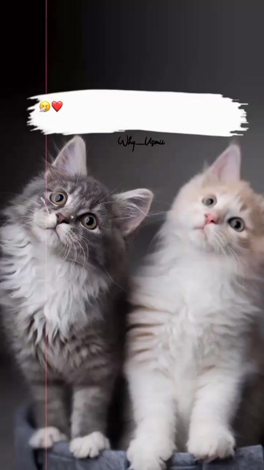 TikTok video thumbnail by itx_fareed_writes