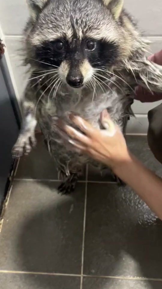 TikTok video thumbnail by ann_ann_98