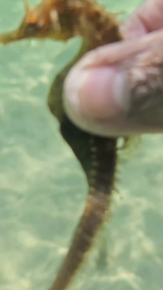 TikTok video thumbnail by thedroneguy317
