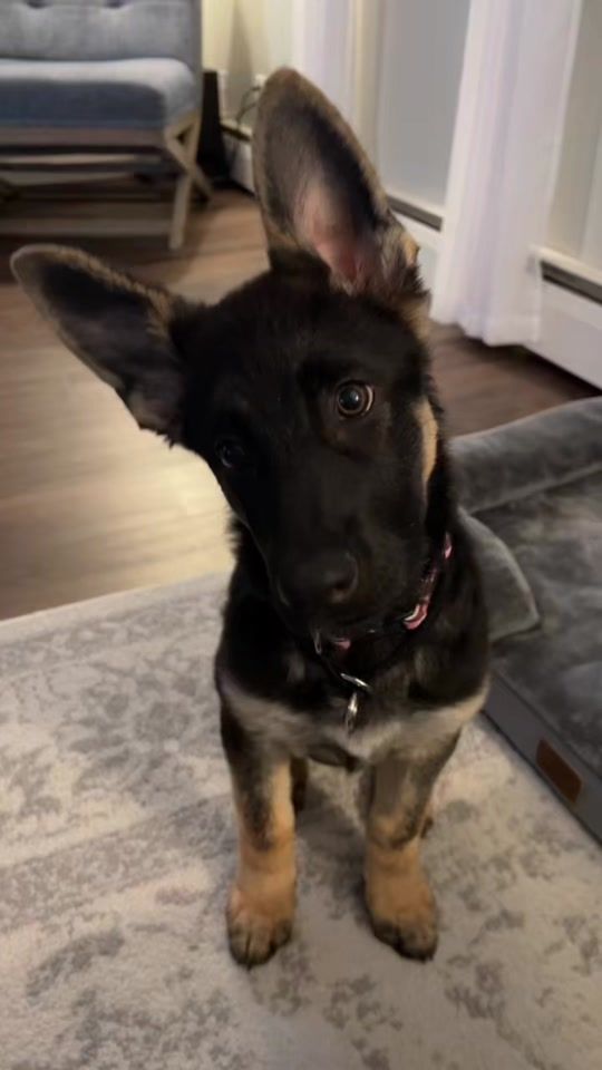TikTok video thumbnail by izzy_the_shep