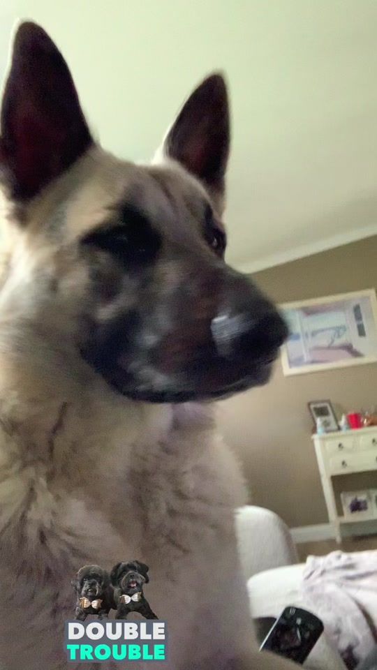 TikTok video thumbnail by nanabeechler