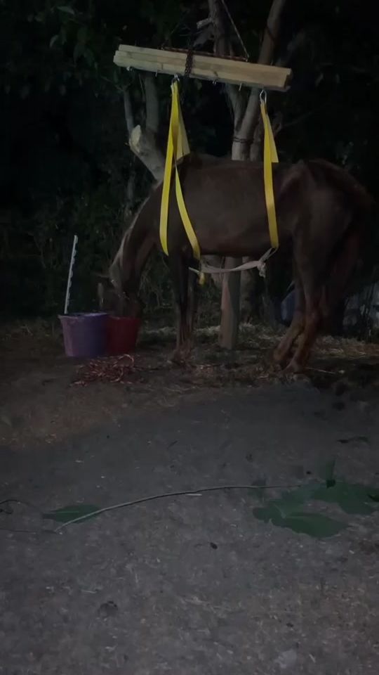 TikTok video thumbnail by thedysfunctionalfarm
