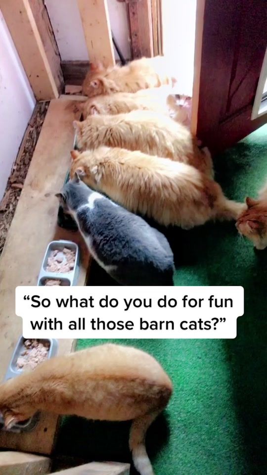 TikTok video thumbnail by freedomfarmhouse