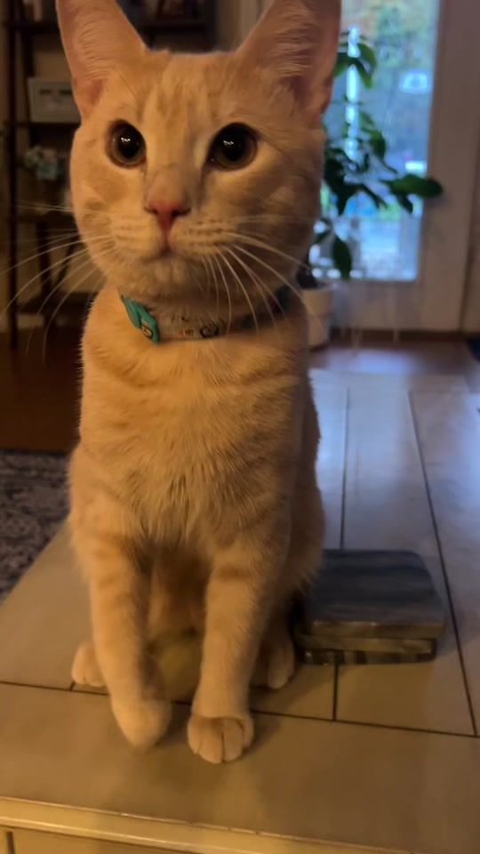 TikTok video thumbnail by muffinthe.kitty
