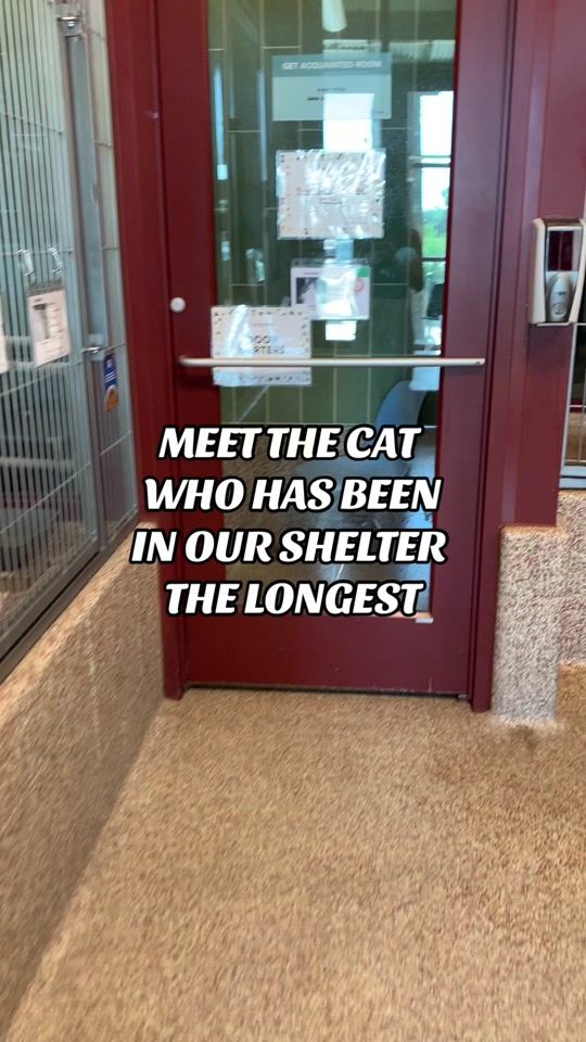 TikTok video thumbnail by humanesocietypikespeak