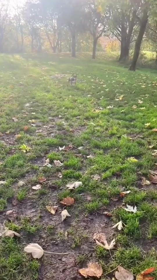 TikTok video thumbnail by cutethingsha