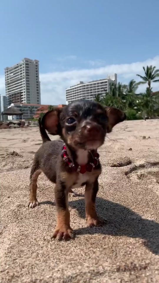 TikTok video thumbnail by patrickzajac
