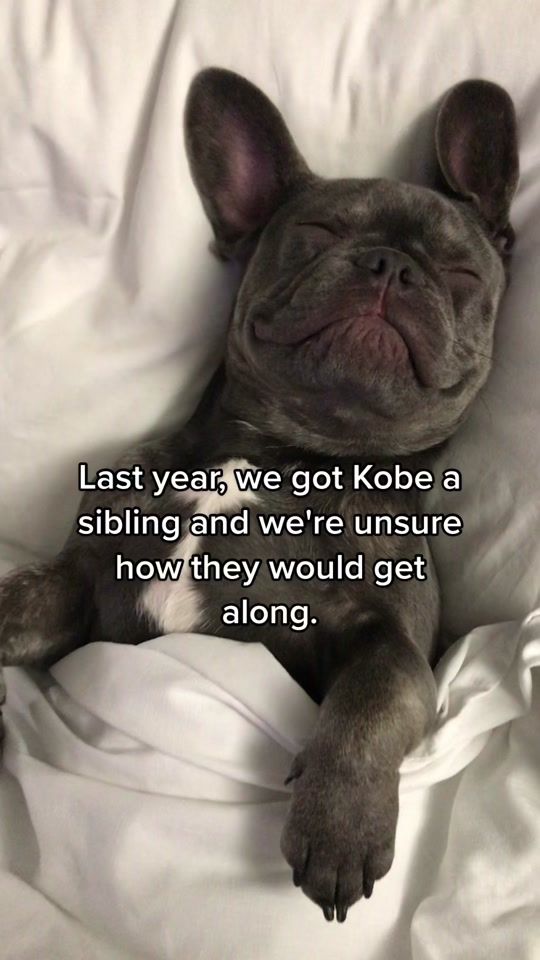 TikTok video thumbnail by kobemilli_thefrenchie