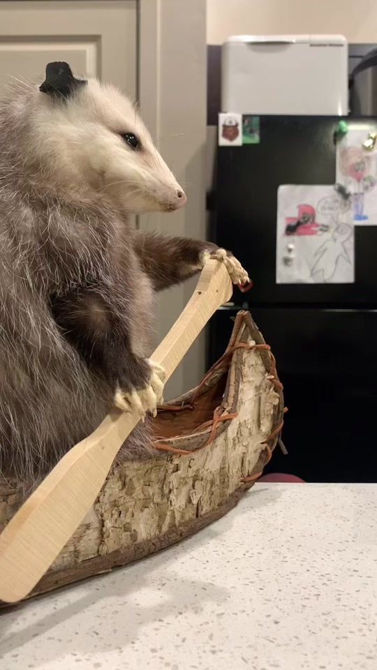 TikTok video thumbnail by thebeefybicep