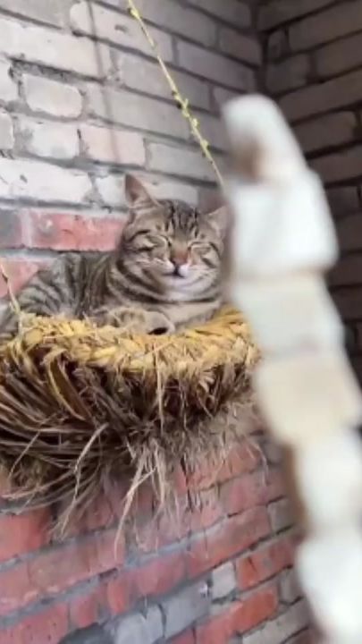 TikTok video thumbnail by kangeige