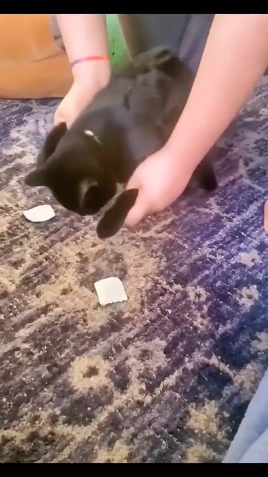 TikTok video thumbnail by migt_catff