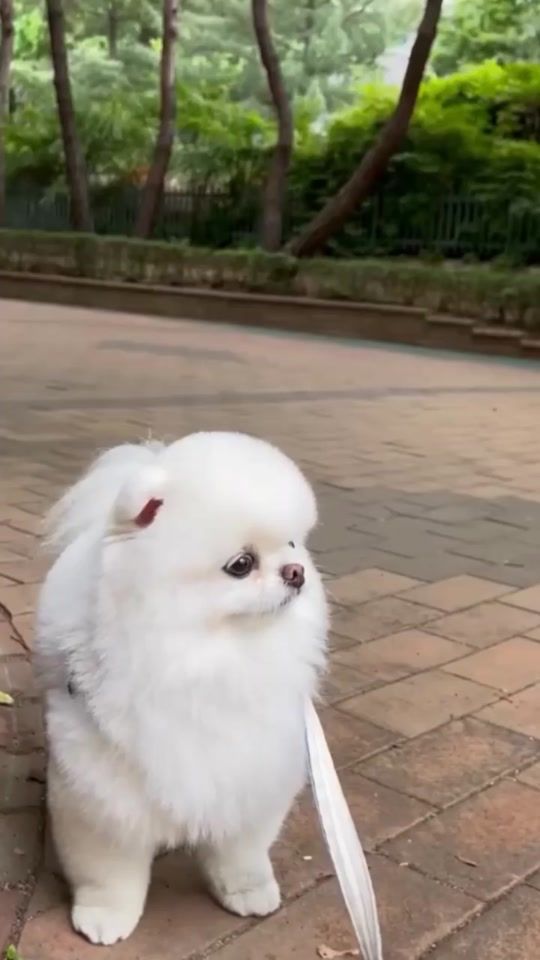 TikTok video thumbnail by thih6405