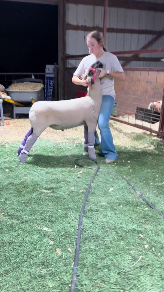 TikTok video thumbnail by evan_sylvester15