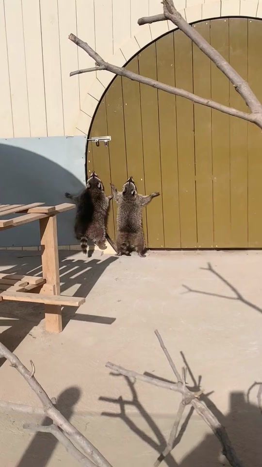TikTok video thumbnail by animalbaby7777