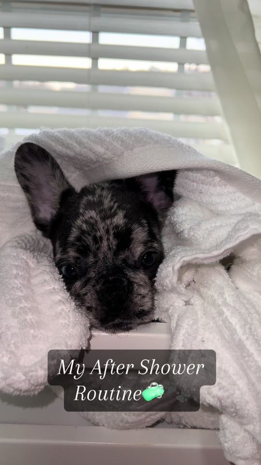 TikTok video thumbnail by moetthefrenchie