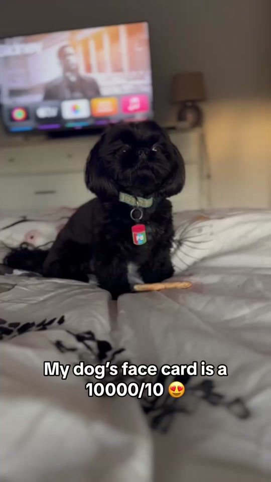 TikTok video thumbnail by asherisawesome