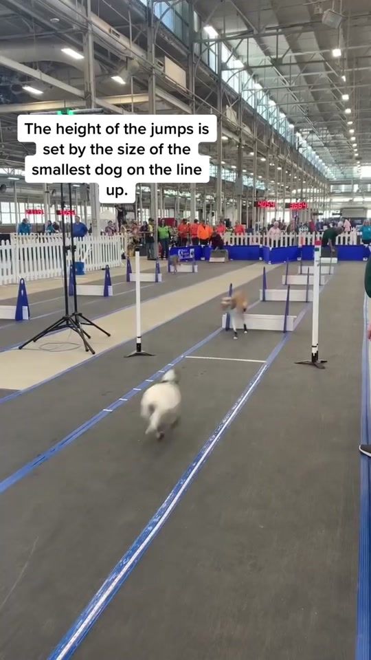 TikTok video thumbnail by bar.down.dogs