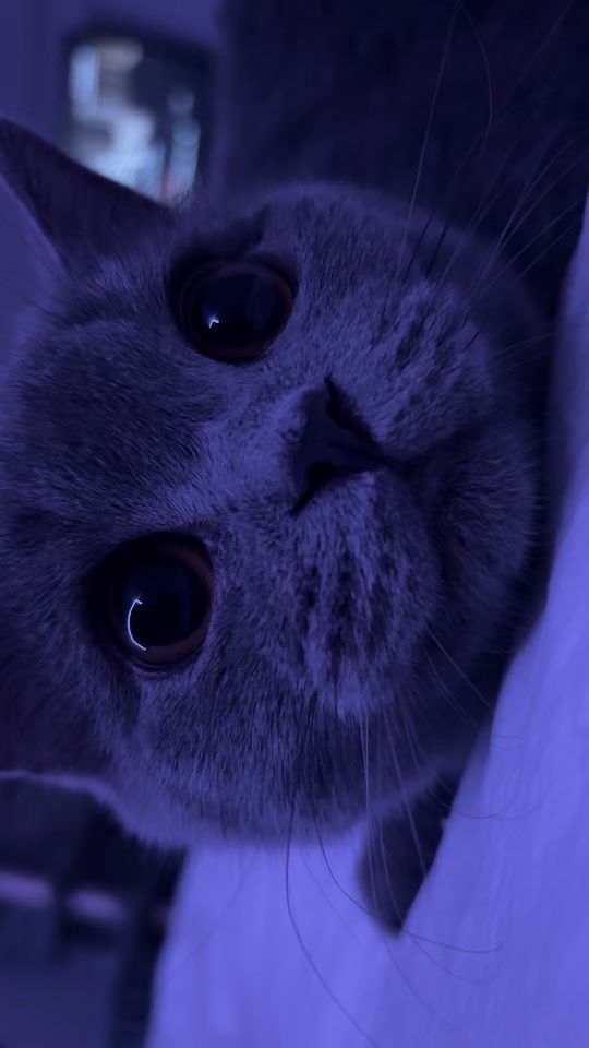 TikTok video thumbnail by misterfergy