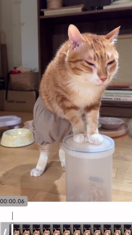 TikTok video thumbnail by sansanmaoer_official