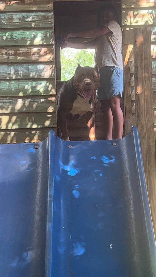 TikTok video thumbnail by campbullies