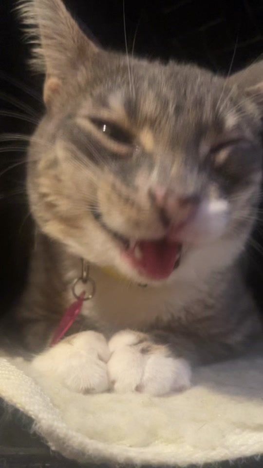 TikTok video thumbnail by iamrigbycat