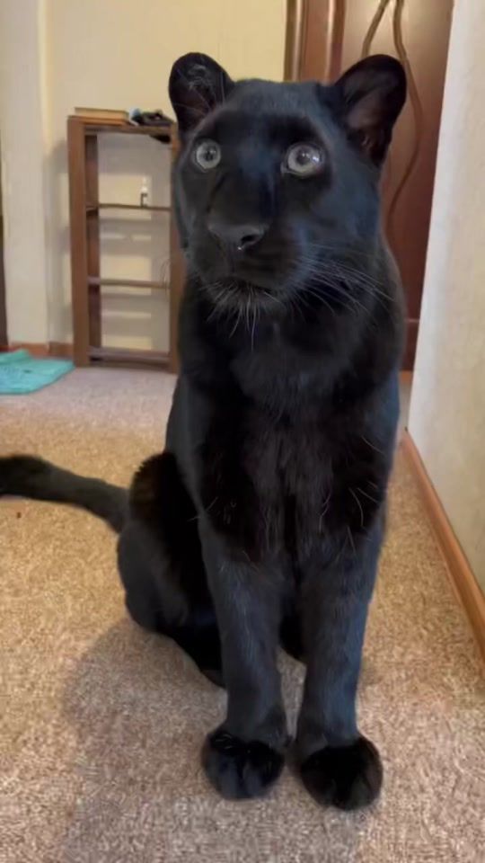 TikTok video thumbnail by prissana.747