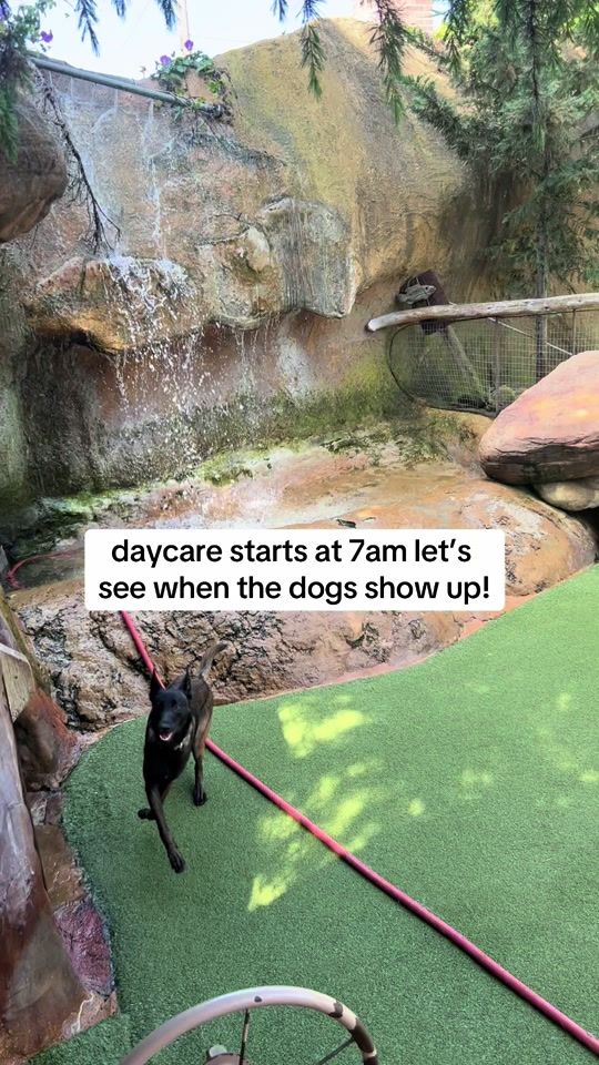 TikTok video thumbnail by campcaninesb