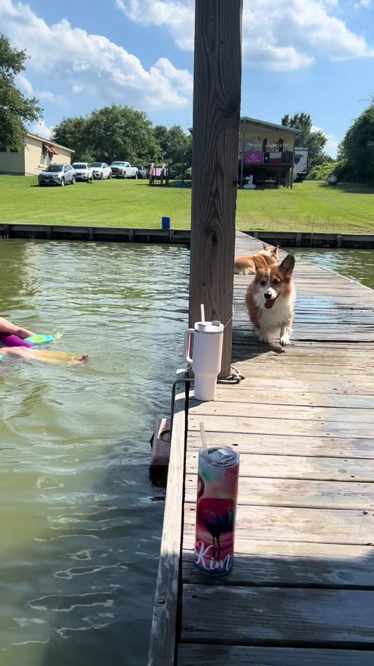 TikTok video thumbnail by romothecorgi