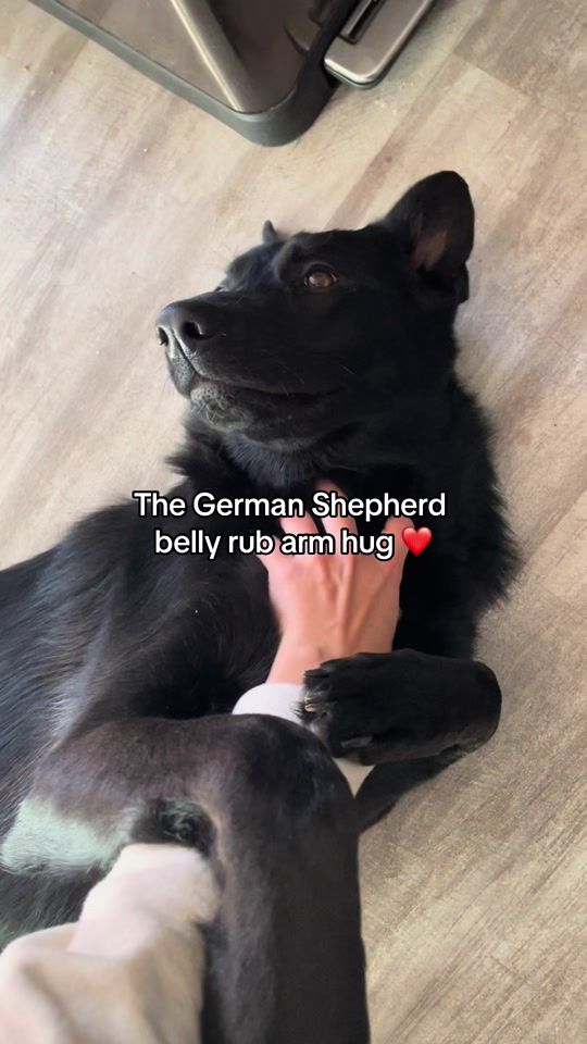 TikTok video thumbnail by cali.theblackgsd