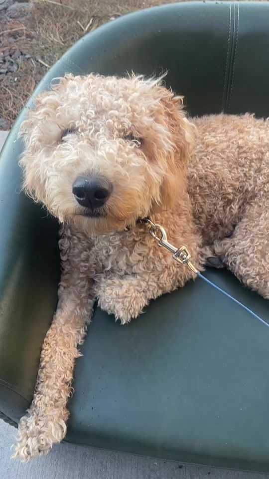 TikTok video thumbnail by maddiemogen8