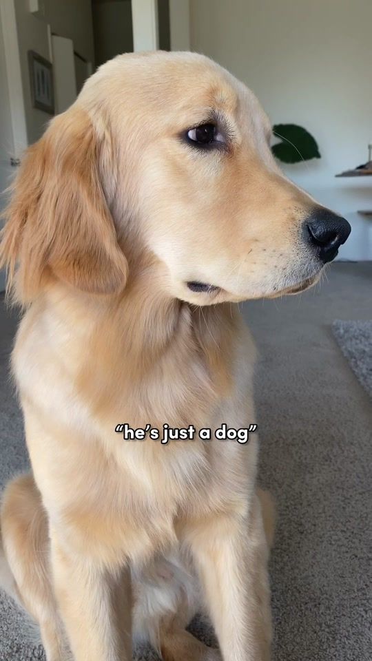 TikTok video thumbnail by monte_the_golden