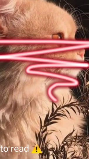 TikTok video thumbnail by your.lover.basket