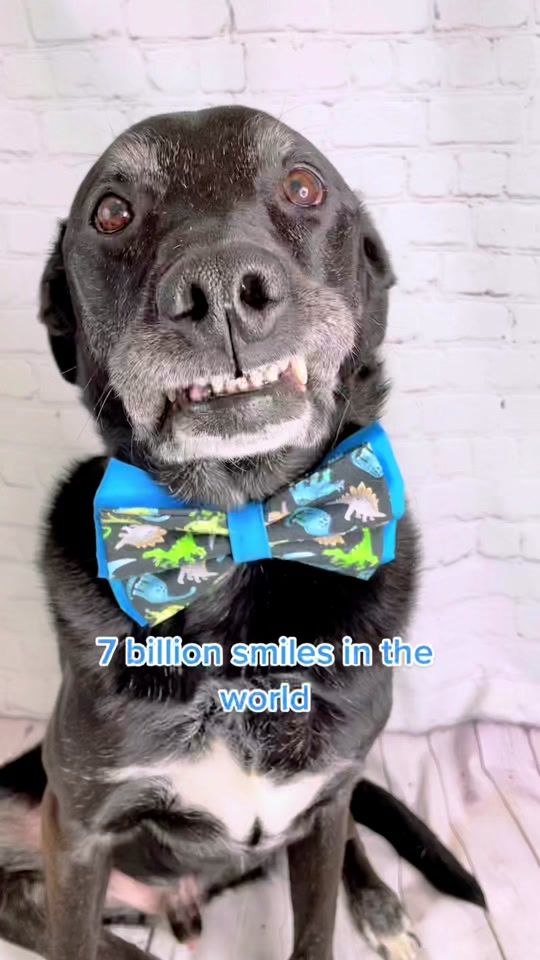 TikTok video thumbnail by furbabylifestyle