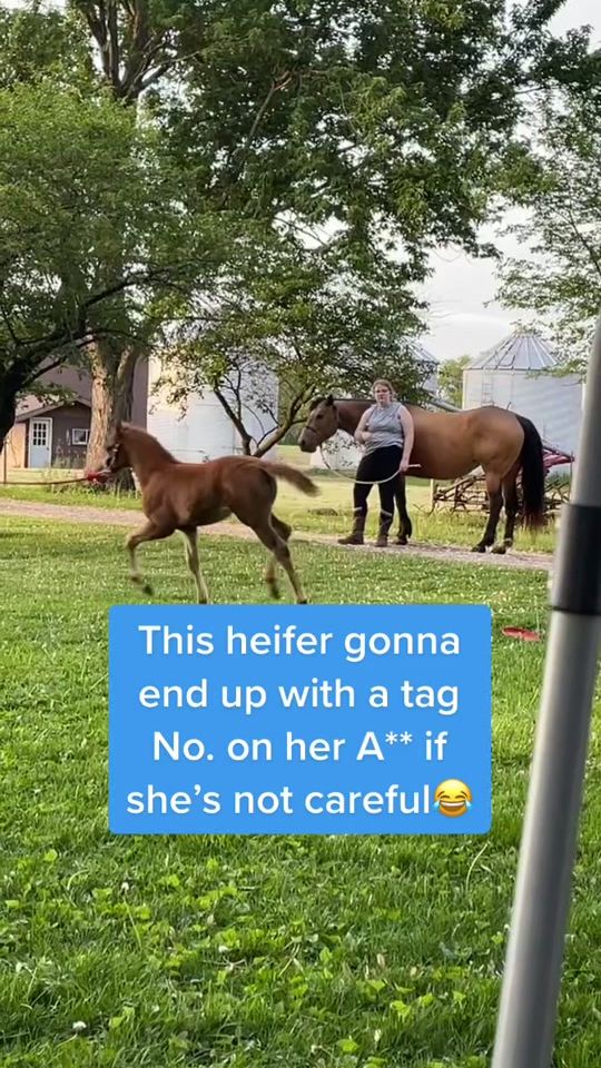 TikTok video thumbnail by merrimanfarms