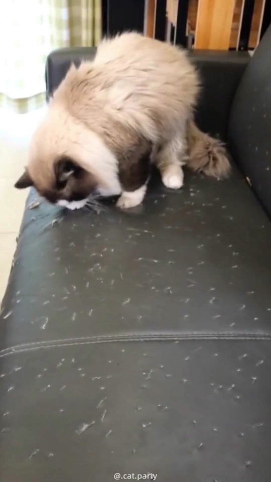 TikTok video thumbnail by catparty2025