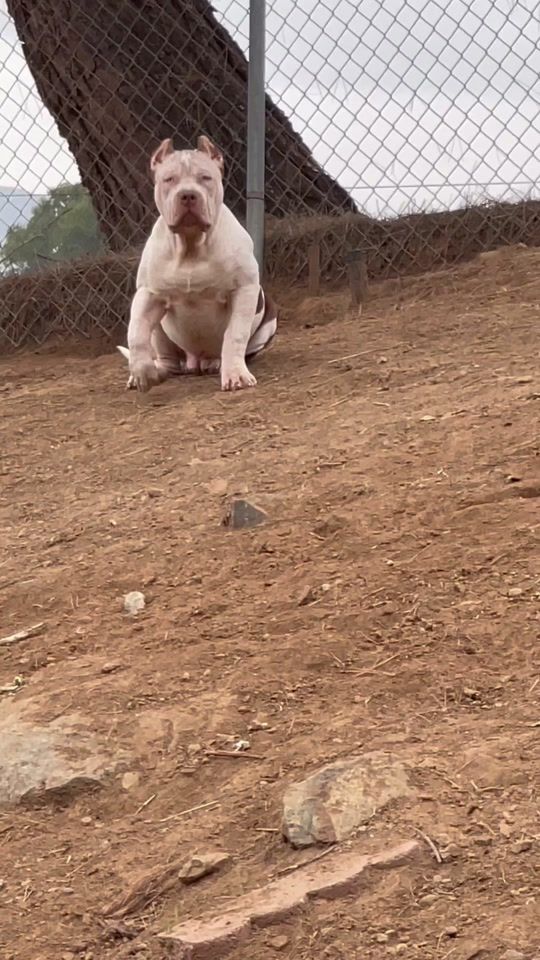 TikTok video thumbnail by allprokennels
