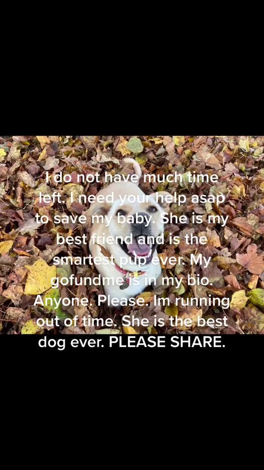 TikTok video thumbnail by helpbeagetsurgery