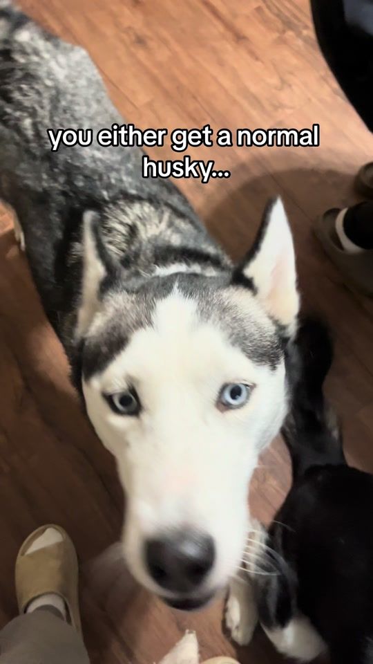 TikTok video thumbnail by apollo_the_husky