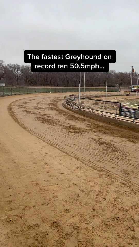 TikTok video thumbnail by northshorekennel