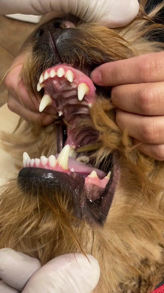 TikTok video thumbnail by vettechbarbie