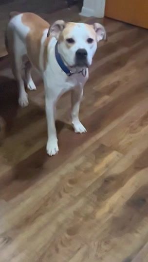 TikTok video thumbnail by greatlakesduo