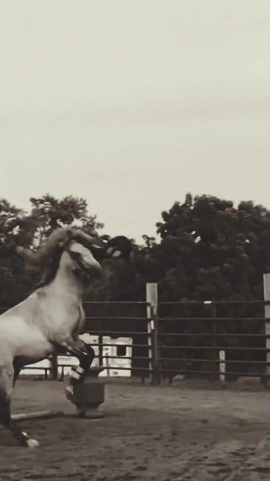 TikTok video thumbnail by equineedits.official