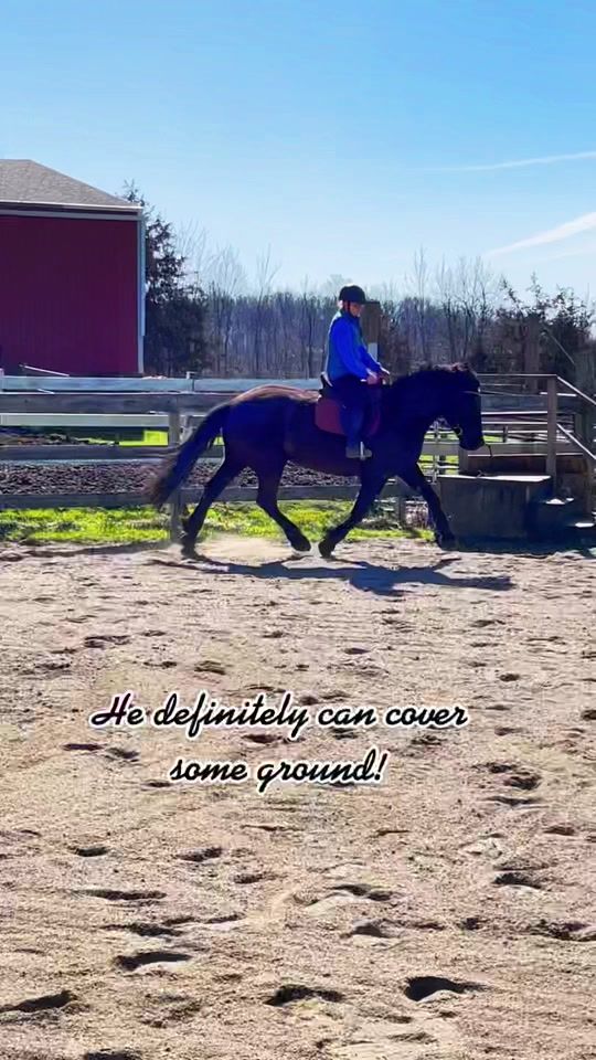 TikTok video thumbnail by freespiritequestrian