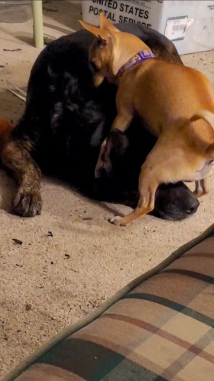 TikTok video thumbnail by sarahjohnston07