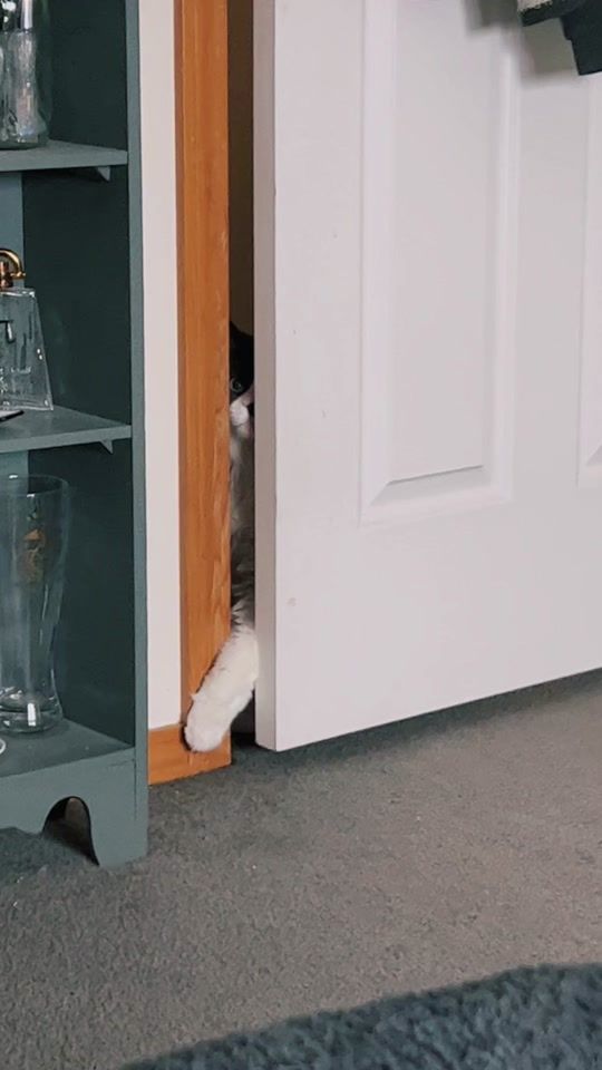 TikTok video thumbnail by lokithekitten1