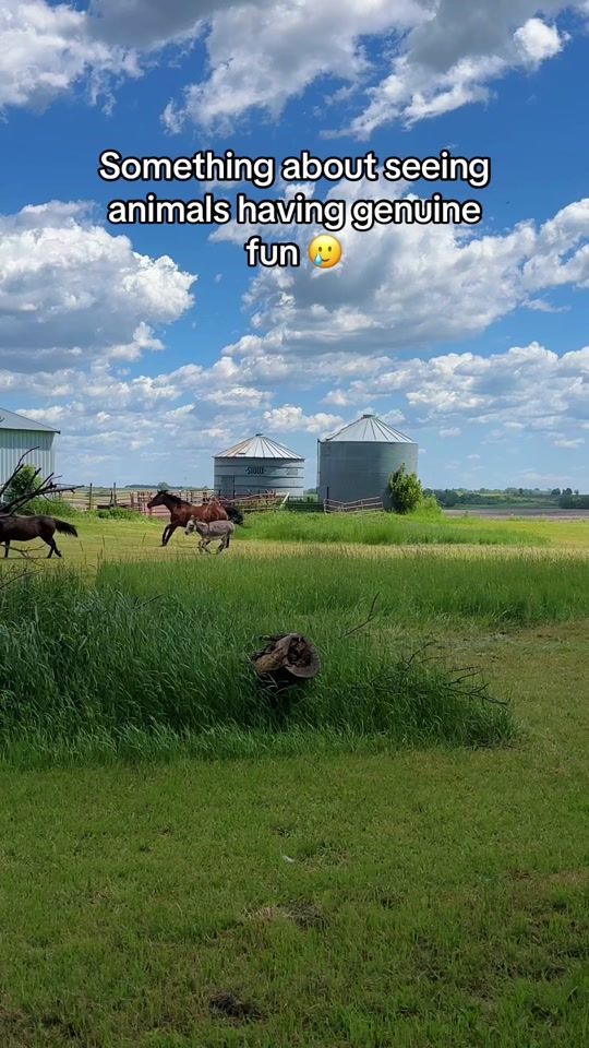 TikTok video thumbnail by elsaequine