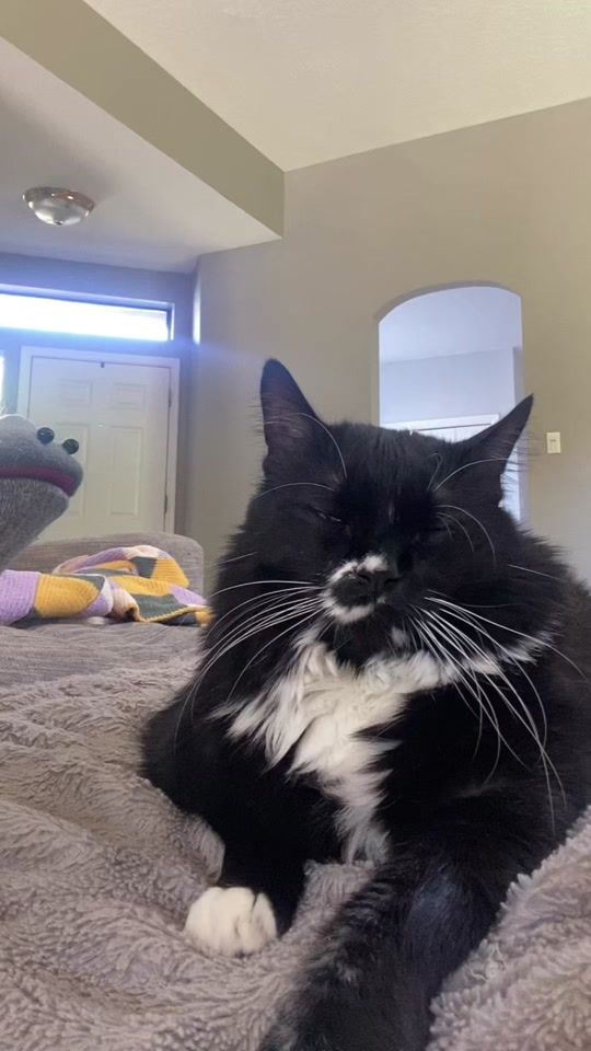 TikTok using Summer