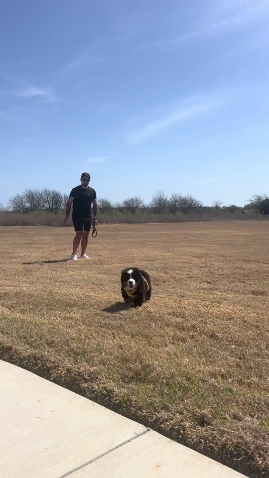 TikTok video thumbnail by sunny_thebernese