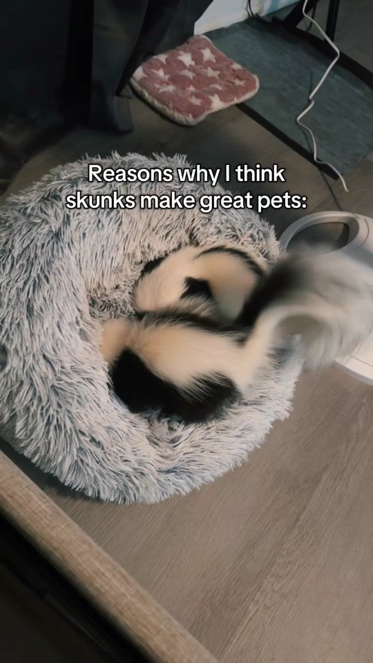 TikTok video thumbnail by skank_the_skunk